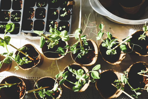Gardening LoT